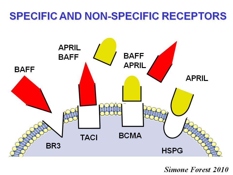 Baff In Sjogren's Syndrome: A Rewarding Approach To B Cells - Bodossaki ...