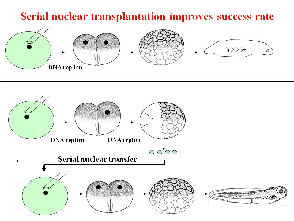 Nuclear Reprogramming By Eggs And Oocytes: Past, Present And Future ...