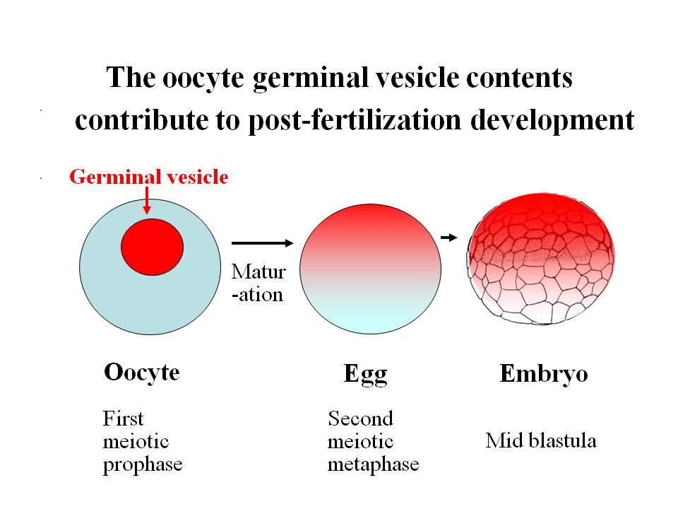 Nuclear Reprogramming By Eggs And Oocytes: Past, Present And Future ...