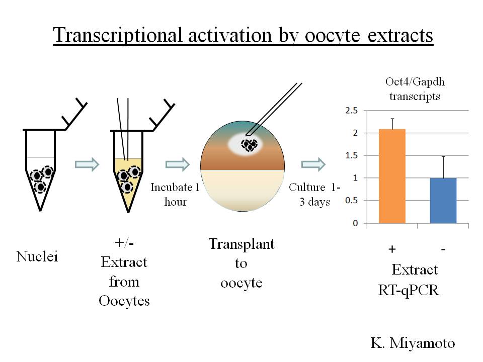 Nuclear Reprogramming By Eggs And Oocytes: Past, Present And Future ...