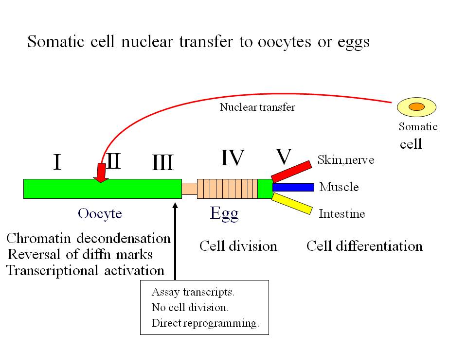 Nuclear Reprogramming By Eggs And Oocytes: Past, Present And Future ...