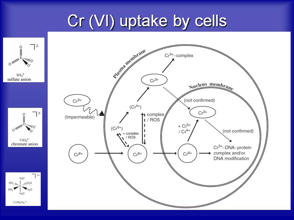 “Hexavalent Chromium In Drinking Water; Effects On Human Health ...