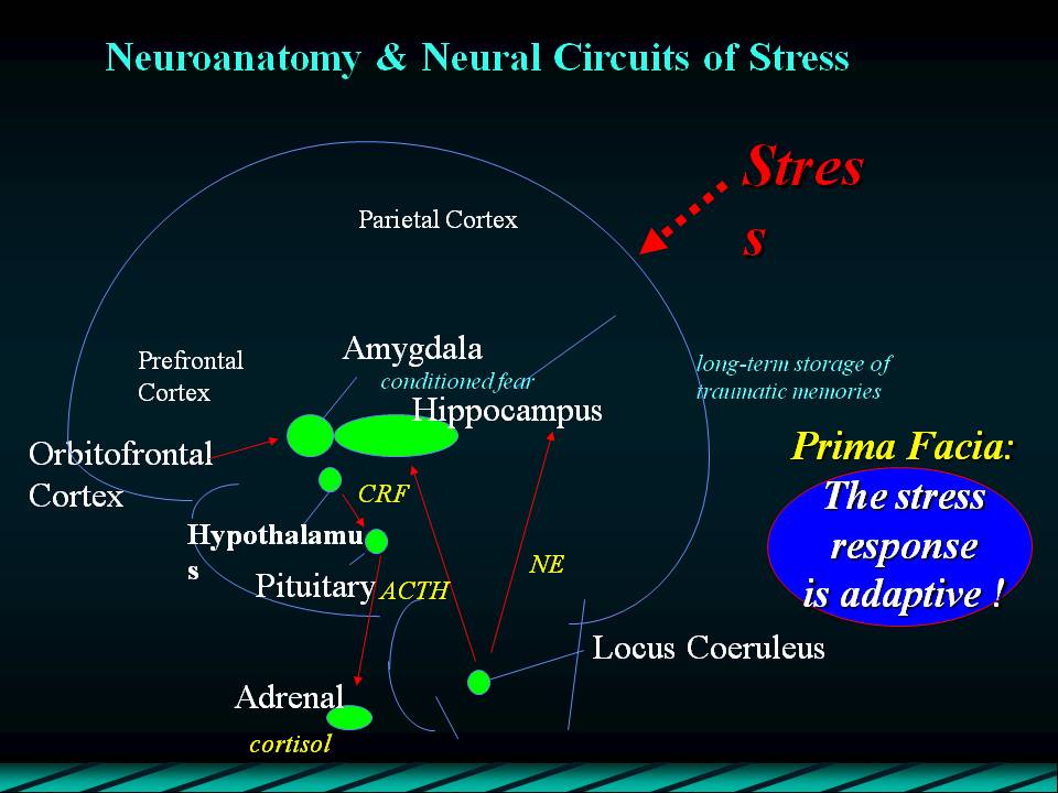 Neuroanatomy Of Stress: Understanding Neural Circuits In Stress ...